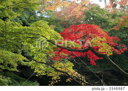 錦秋の京都 3346987