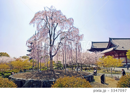 京都の銘桜　東寺の不二桜 3347097