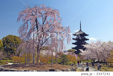 東寺の不二桜と五重塔 3347242