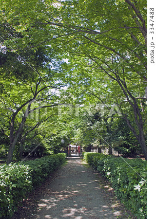 京都御苑　白雲神社 3347488