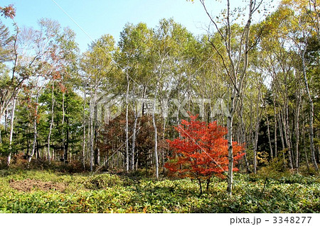 八千穂高原の紅葉 3348277