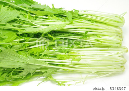 水菜 水菜 3348397