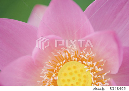 ハスの花 ハスの花 3348496
