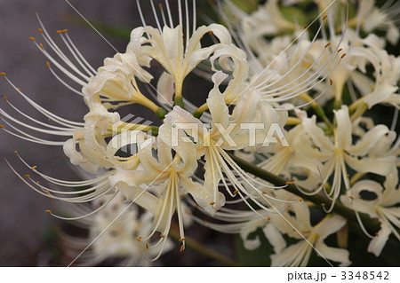 【白い彼岸花】 3348542