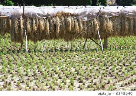 稲干し 稲干し 3348640