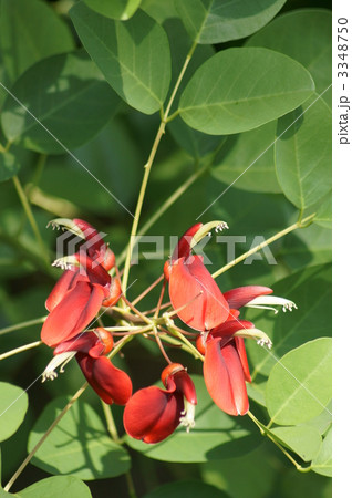 アメリカ梯梧 10月に咲いていいのかしら・・・ アメリカ梯梧 10月に咲いていいのかしら・・・ 3348750