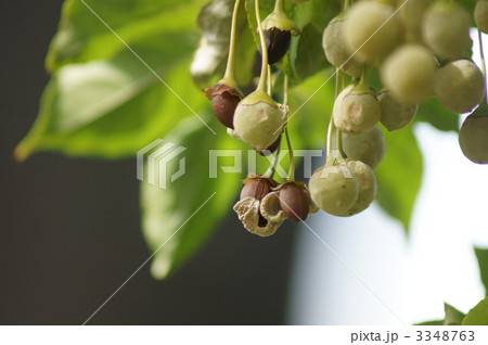 エゴノキ 別名 轆轤木ろくろぎの弾けた実 エゴノキ 別名 轆轤木ろくろぎの弾けた実 3348763