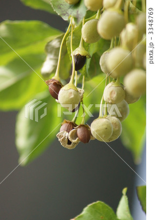 エゴノキ　別名　轆轤木ろくろぎの弾けた実 3348769