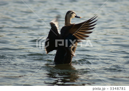 軽鴨の伸び～ 3348781