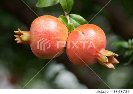 石榴の実 早く割れないかな~ 石榴の実 早く割れないかな~ 3348787