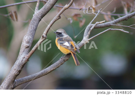尉鶲　ジョウビタキ　雄 3348810