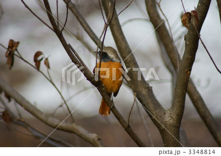 尉鶲　ジョウビタキ　雄 3348814
