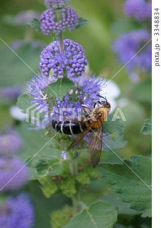 金毛腹長土蜂と段菊 金毛腹長土蜂と段菊 3348834