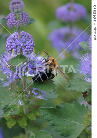 金毛腹長土蜂と段菊 3348835