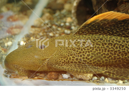 オレンジフィンレオパードトリムプレコ オレンジフィンレオパードトリムプレコ 3349250