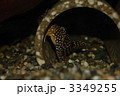 ルビースポットマグナムプレコ 3349255