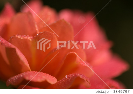 ディズニーランド・ローズ ディズニーランド・ローズ 3349797