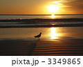 夕陽と鳥 3349865