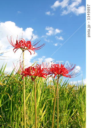 彼岸花と青空と稲 彼岸花と青空と稲 3349897