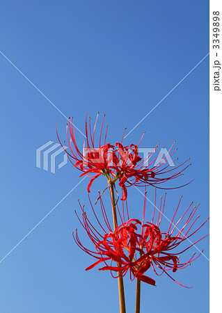 彼岸花と青空 3349898