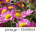 ピンクの菊と蜜蜂 3349924