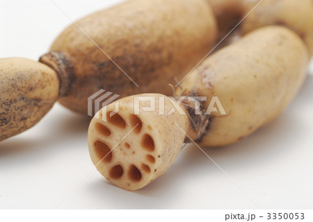 蓮根 3350053