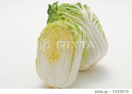白菜 3350070