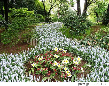 昭和記念公園のムスカリ 3350105