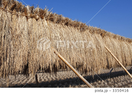 稲の天日干し 3350416