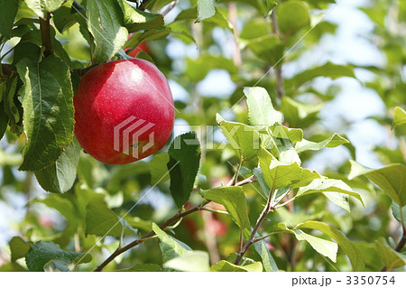 木になるりんご 木になるりんご 3350754