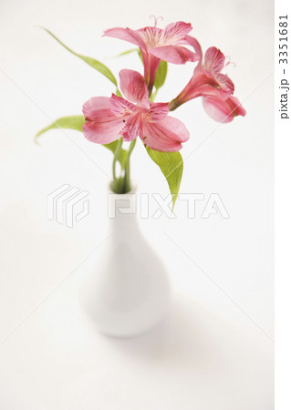 Pink flowers in vase. 3351681