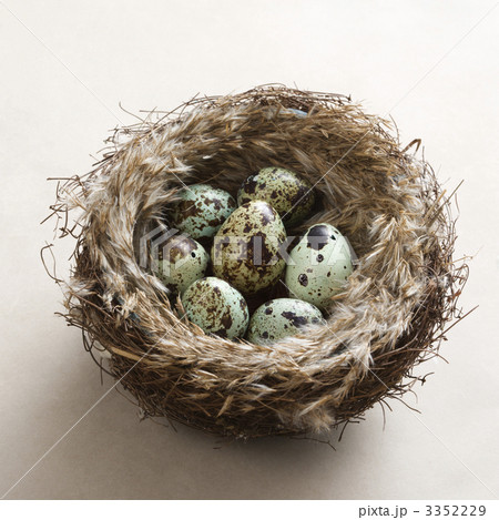 Eggs in nest. 3352229