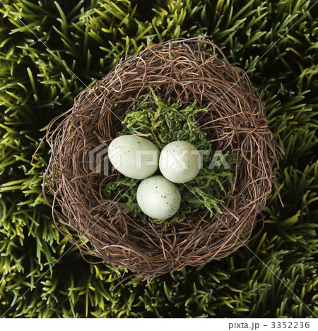 Eggs in nest. 3352236