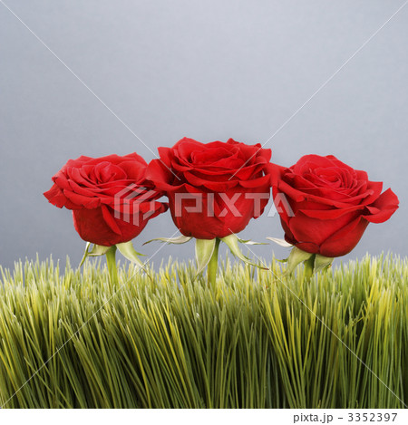 Red roses in grass. Red roses in grass. 3352397