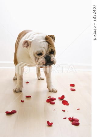 Dog looking at petals. 3352407