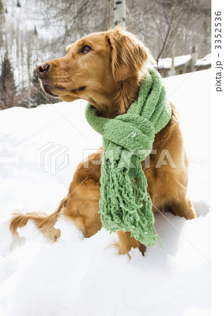 Dog in snow. 3352536