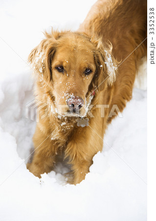 Dog in snow. 3352538
