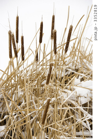Cattail plants in snow. Cattail plants in snow. 3352819