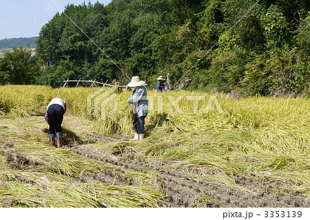 稲刈りする人々 稲刈りする人々 3353139