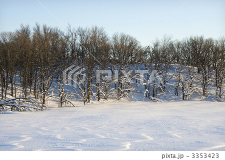 Trees in snow. 3353423