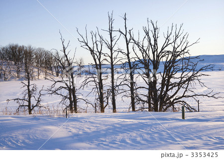 Trees in snow. Trees in snow. 3353425