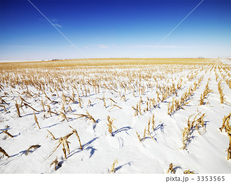 Snow covered corn field. 3353565