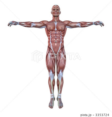 男性人体模型 3353724