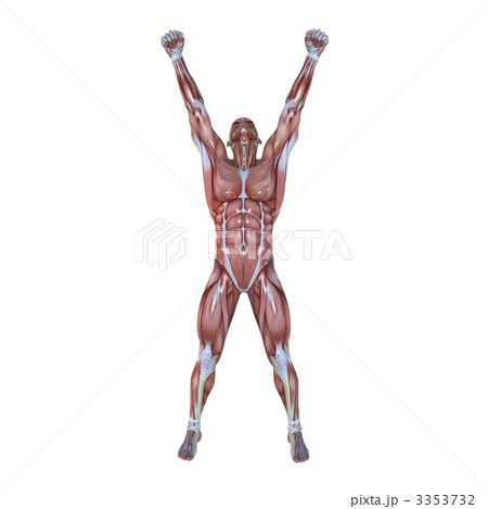 男性人体模型 3353732