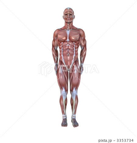 男性人体模型のイラスト素材