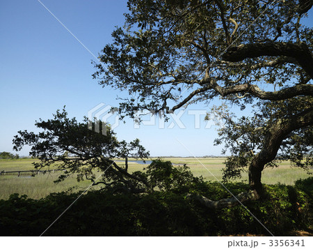 Tree at wetland. 3356341