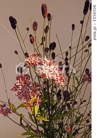 秋の花　 3356506