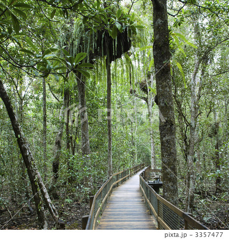 Path in dense forest. Path in dense forest. 3357477