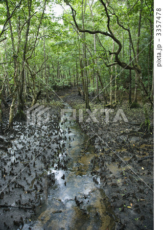 Forest stream. 3357478