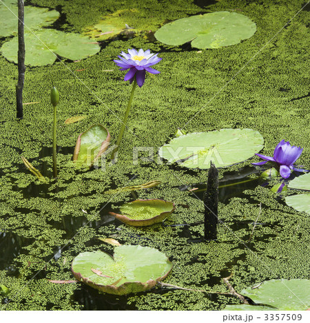 Water lilies. 3357509